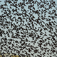 Image for article titled Why are thousands of dead birds suddenly falling from the sky?